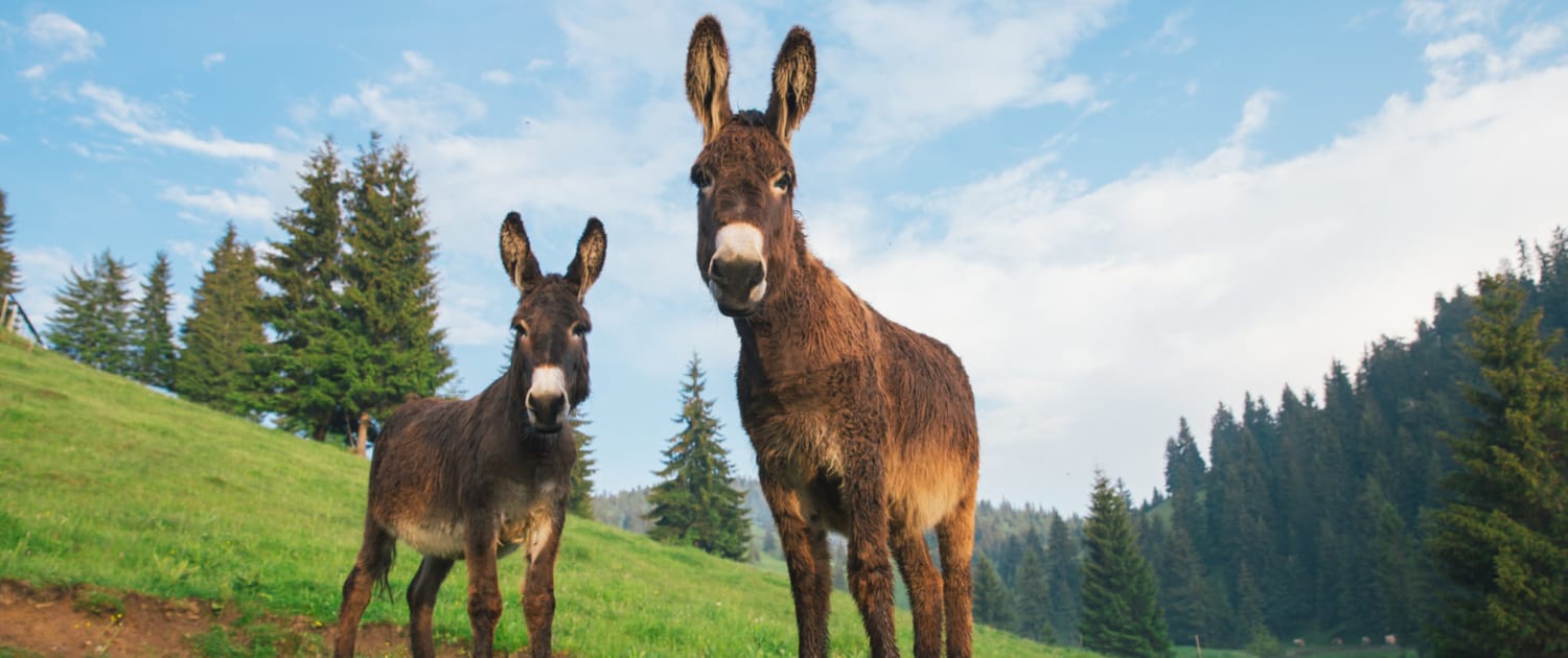 Foto: Funny Donkeys at sunset in Transylvania