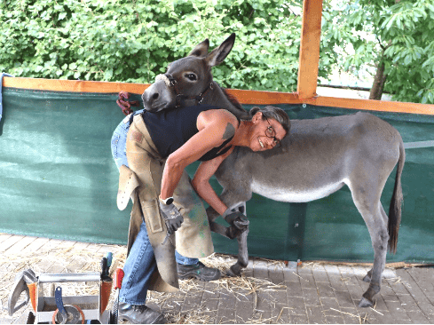Hufkurs für Eselfreunde