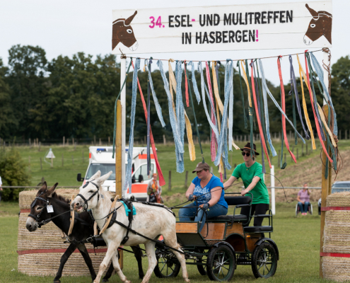 Foto: Carmen Dannenhaus fährt beim Eseltreffen in Hasbergen 2024 mit ihrer Eselkutsche durch das Flatterbandtor.