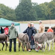 Foto: Menschen und Esel warten auf ihren Einsatz beim Eseltreffen in Hasbergen 2024