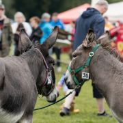 Esel- und Mulitreffen in Bad Honnef