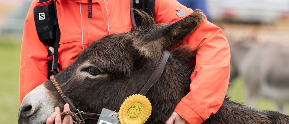 Foto: Mensch schreichelt Esel, der beim Eseltreffen in Hasbergen 2024 einen Preis gewonnen hat.