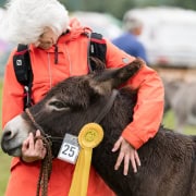 Foto: Mensch schreichelt Esel, der beim Eseltreffen in Hasbergen 2024 einen Preis gewonnen hat.