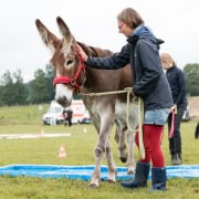 Foto: Mensch lobt Esel, der gerade durch das Wasserhindernis läuft beim Eseltreffen in Hasbergen 2024