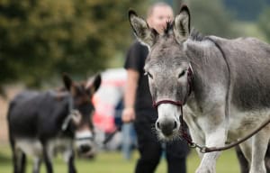 Foto: Esel schaut in die Kamera