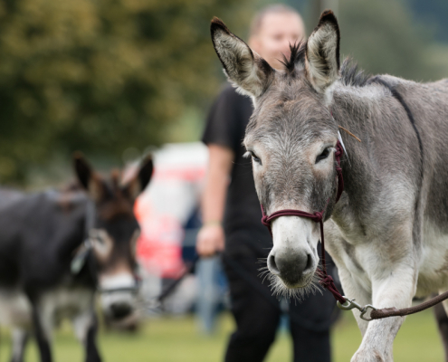 Stammtisch: Regiogruppe Bayern Süd-Ost