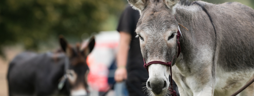 Foto: Esel schaut in die Kamera