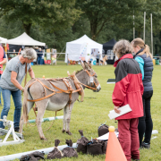 Foto: Esel im Zugwettbewerb beim Eseltreffen in Hasbergen 2024