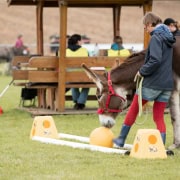 Foto: Esel schaut auf Ball beim Eseltreffen in Hasbergen 2024