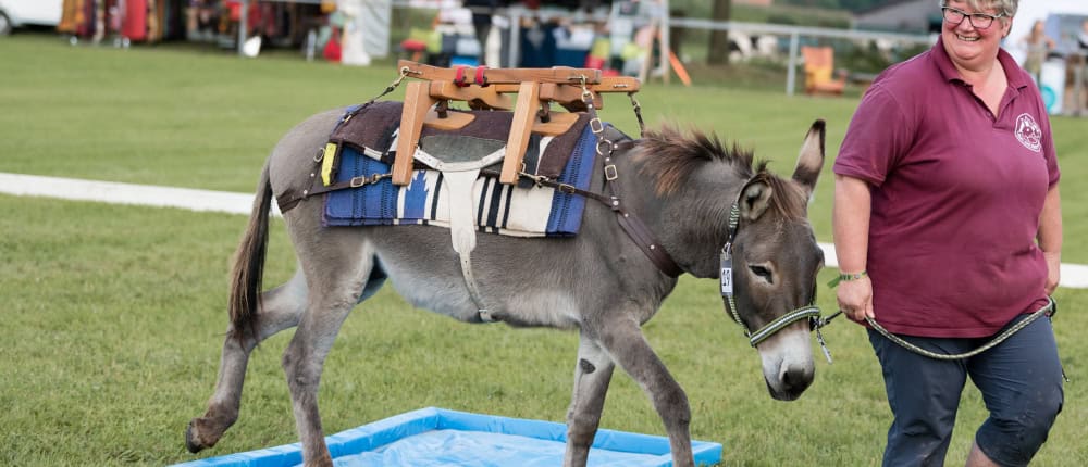 Foto: Susanne Hühn führt ihren Esel mit Packsattel durch das Wasserhindernis beim Eseltreffen in Hasbergen 2024