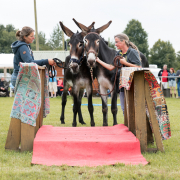 Foto: Zwei Großesel mit ihren Menschen vor einer Brücke beim Eseltreffen in Hasbergen2024
