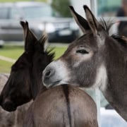 Foto: Ein Esel ruht mit seinem Kopf auf einem Kameraden beim Eseltreffen in Hasbergen 2024