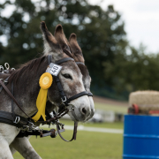 Foto: Zwei Esel mit Startnummer vor der Kutsche beim Eseltreffen in Hasbergen 2024