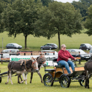 Foto: Zwei Eselkutschen mit insgesamt vier Eseln beim Eseltreffen in Hasbergen 2024