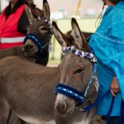 Foto: Geschmückter Esel schaut in die Kamera beim Eseltreffen in Hasbergen 2024