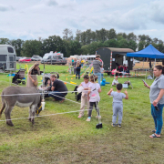 Foto: Besucher bestaunen Esel