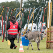 Foto: Mensch und Esel gehen durch ein Flatterbandtor