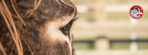 Foto: Eselauge, Facebook-Titelbild, Facebook, Facebook-Banner