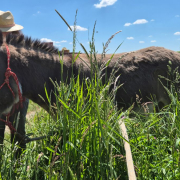 Schnuppersäumen mit Gabriele Köllen  - Regio Rheinland