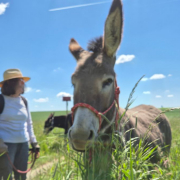 Eselwanderung im Rheingau