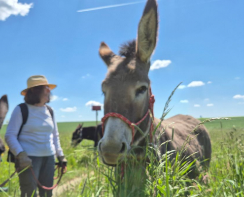 Eselwanderung im Klövensteen