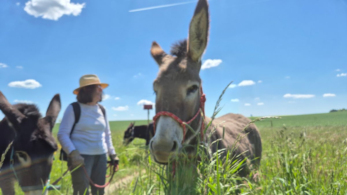 Eselwanderung im Rheingau