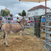 Esel auf dem Laurentiusmarkt in Usingen