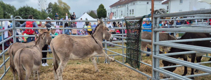 Foto: IGEM-Esel beim Laurentiusmarkt Usingen 2024