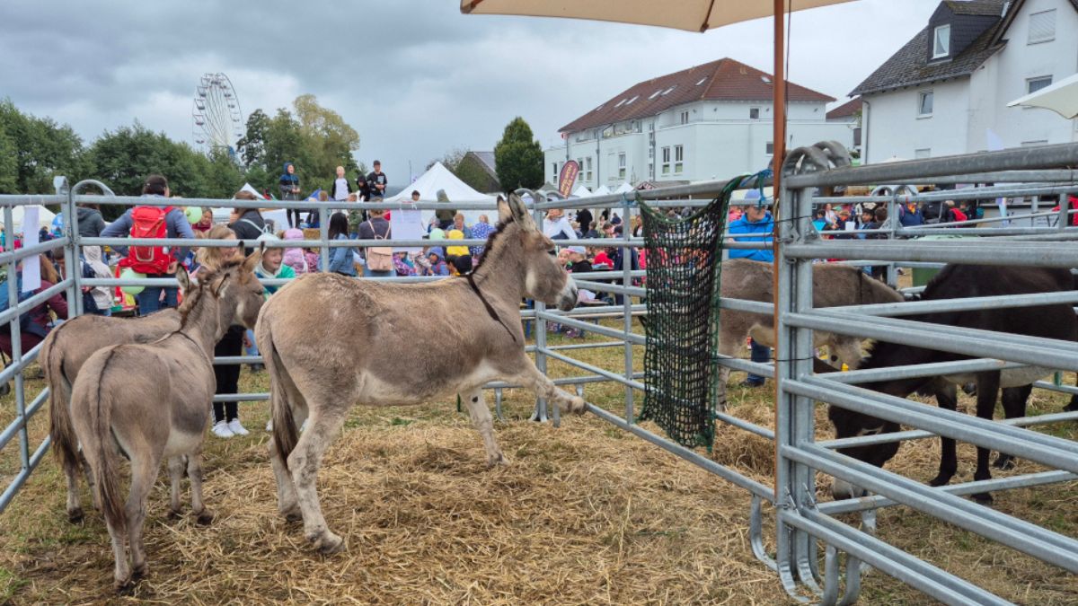 Esel auf dem Laurentiusmarkt in Usingen