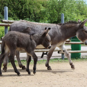 2. Bundesschau Thüringer Waldesel