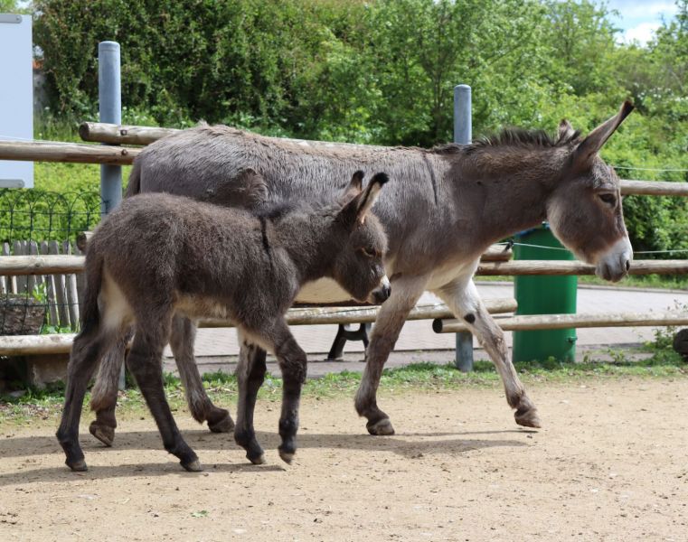 2. Bundesschau Thüringer Waldesel