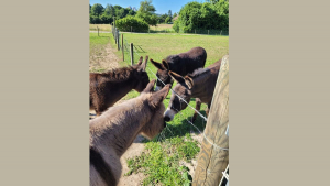 Foto: IGEM Jugendcamp 2025 Gastgeberesel treffen auf Besucheresel