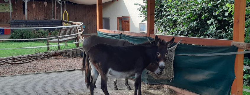 Foto: Esel-Gelände Familie Rudel