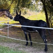 Foto: Pferd und Esel beschnuppern sich beim Eseltreffen in Bad Honnef 2025