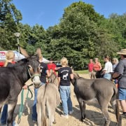 Foto: Bodenarbeit-Workshop mit Judith Schmidt beim Eseltreffen in Bad Honnef 2025