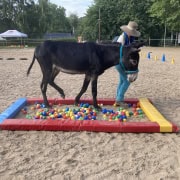 Foto: Nestor geht durch das Bällebad beim Eseltreffen in Bad Honnef 2025