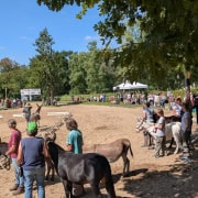 Foto: Zuschauer vor dem Führwettbewerb beim Eseltreffen in Bad Honnef 2025