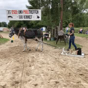 Foto: Frau mit ihrem Esel im Zugleistungswettbewerb beim Eseltreffen in Bad Honnef 2025
