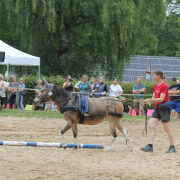 Foto: Zugleistung mit Maultier Lotte