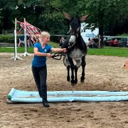 Foto: Fliegender Esel