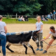 Foto: Esel duckt sich unter Balken beim Eseltreffen in Bad Honnef 2025.