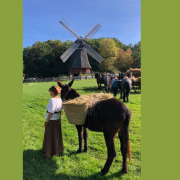 Umzug der Nutztiere im Freilichtmuseum Kommern
