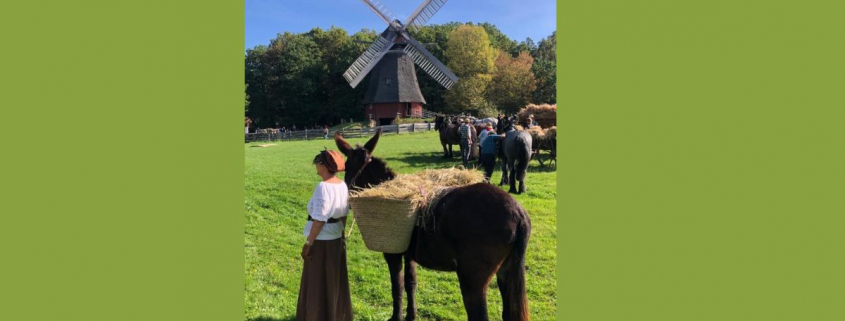 Foto: Esel mit IGEM West 2024 im Freilichtmuseum Kommern