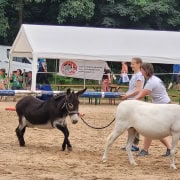 Foto: Esel duckt sich unter Balken beim Eseltreffen in Bad Honnef 2025.