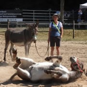 Foto: Ein Esel wälzt sich beim Eseltreffen in Bad Honnef 2025 und ein anderer Esel und eine Frau schauen zu .