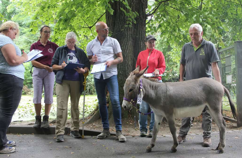 Foto: v. l. n. r. Richterinnen/Richter: Melanie Striebinger, Dr. Susanne von Münchhausen (Zuchtleitung beim DZE e. V.), Maren Hessing, Sören Meyer, Jasmin Redecker und ein Eselbesitzer mit seinem Esel bei der Enterieurbewertung