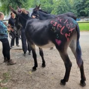 Foto: Schätzesel beim Eseltreffen 2025 in Bad Honnef