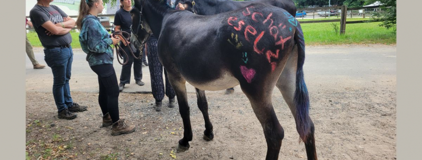 Foto: Schätzesel beim Eseltreffen 2025 in Bad Honnef