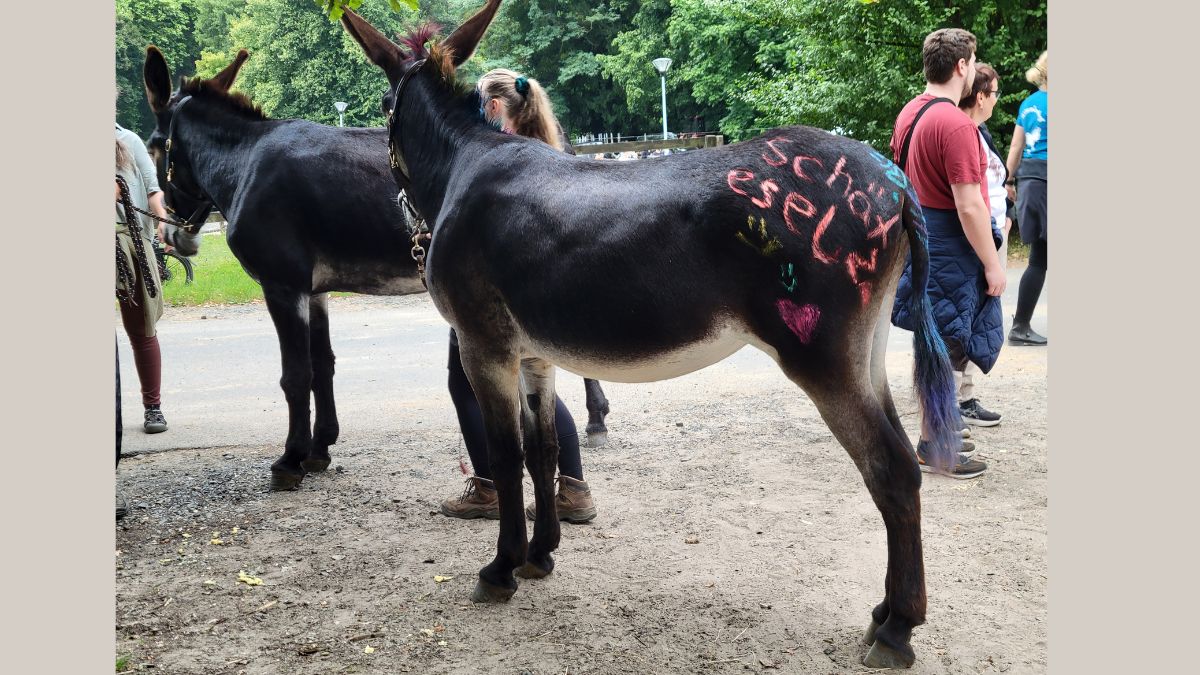 Foto: Schätzesel beim Eseltreffen 2025 in Bad Honnef