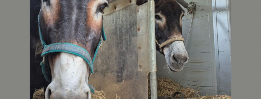 Foto: Esel im Hänger